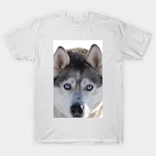 Husky T-Shirt